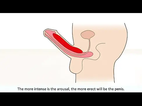 The Male Orgasm Explained